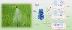 破解害虫“攻防暗码”我国科学家找到环节