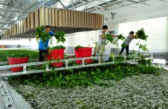 <b>池：党建领航推进桑蚕财产高质量成长</b>
