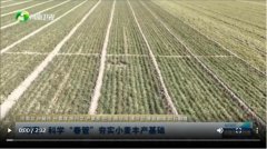 河南：科学“春管”夯实小麦丰登根本